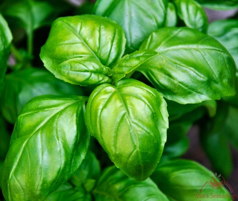 Basil